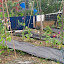 Stringless Runner Bean