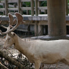 Fallow Deer