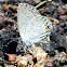 Eastern tailed blue butterfly