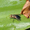 Tachinid Fly