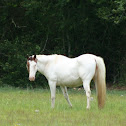 American Paint Horse