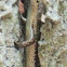 Mabuya nigropunctata