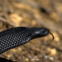 Red-Bellied Blacksnake