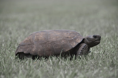 the turtle alone