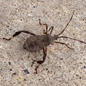 Leaf footed bug
