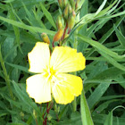 Primrose
