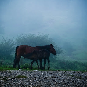 by Leire Unzueta - Pets Horses