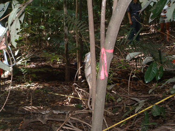 Spotting Image 1
