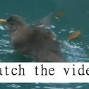 Commom Blackbird