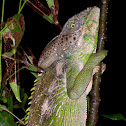 Madagascar Giant Chameleon
