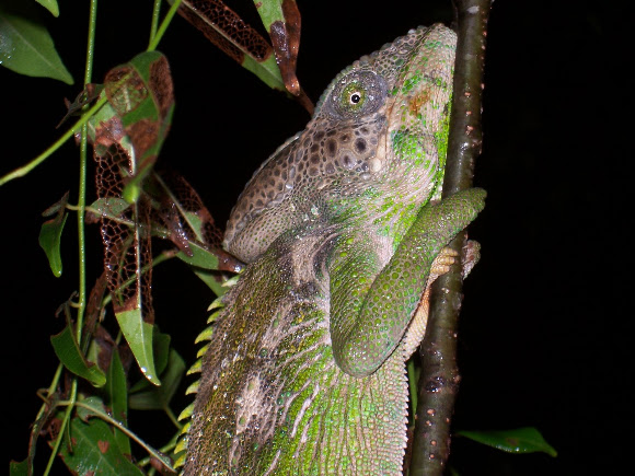Spotting Image 1