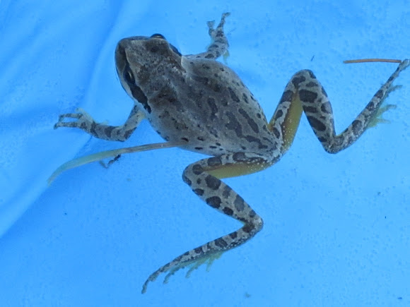 Spotting Image 1