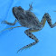 Pacific Chorus frog