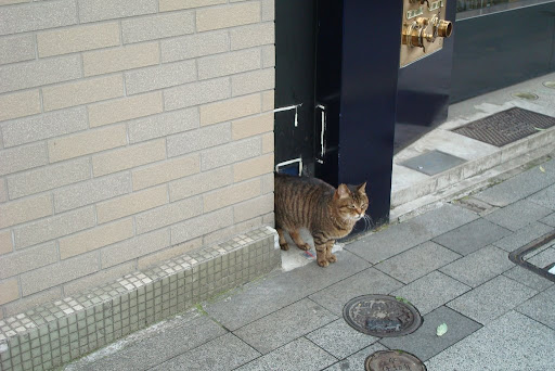 Cat in Ginza