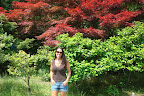 pretty red trees