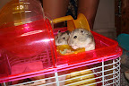 Gus Gus &amp; Michael Scoffield - we named the hampster Michael Scoffield because when we got here he had escaped from his cage and we had to help catch him