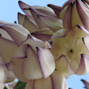 Lechugilla