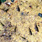 Mosquito fish