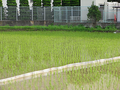 campo de arroz 田んぼ rice field