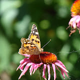 Animals and Plants I