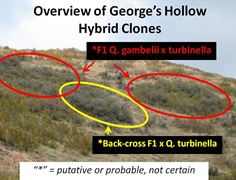 GHollow Hybrid Overview