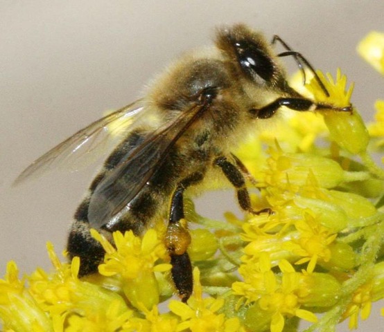 [693px-Carnica_bee_on_solidago[5].jpg]