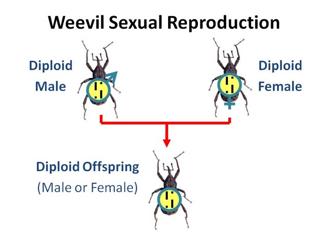 [Weevil Sexual Repro[5].jpg]