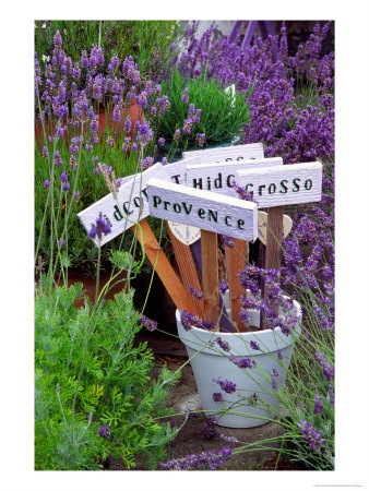 [Lavender-Stakes-with-Names-and-Lavender-in-Pots[2].jpg]
