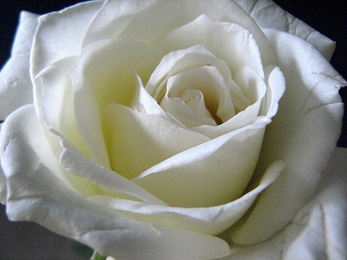 [white_rose[2].jpg]