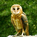 Barn Owl