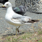 Ring Billed Gull
