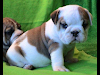 Bulldog Inglese Para Adopcion