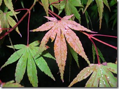 DSCN0618