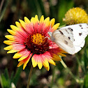 Blanket Flower