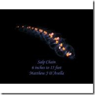 tn_Chain_Salp