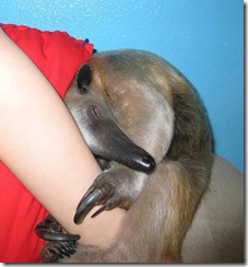 tamandua_08