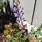 Blue Lupin