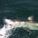 Great White Shark