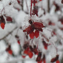 Burning Bush (Winter)