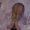 Bunny rabbit