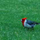 Red-crested Cardinal