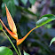 Heliconia