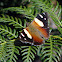 Yellow Admiral Butterfly