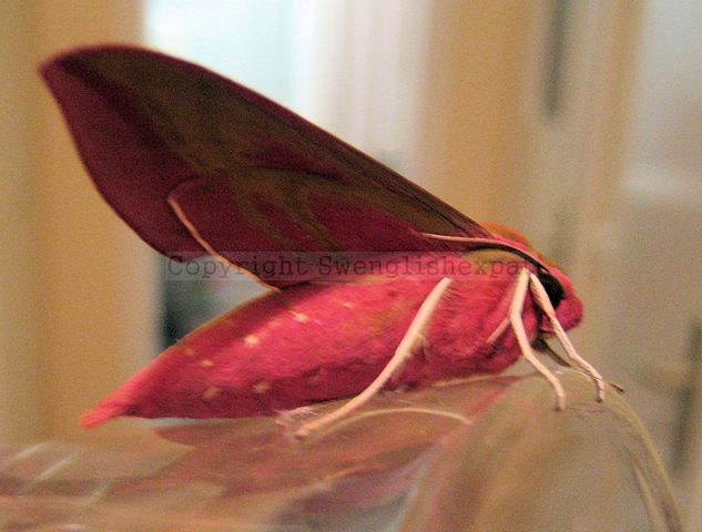 [Elephant Hawk Moth 1[4].jpg]