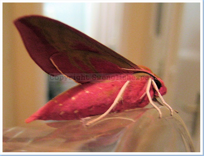 Elephant Hawk Moth 1