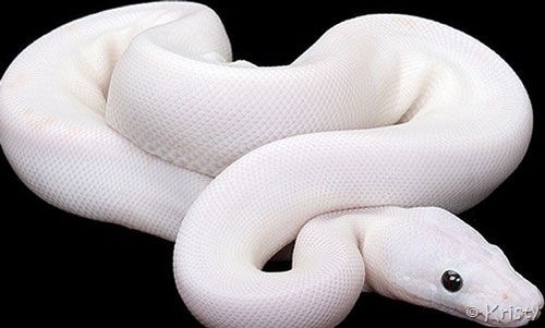 [albino_snake_3[4].jpg]
