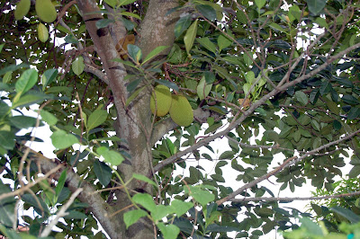 Jackfruit Tree