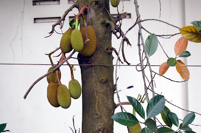 Jackfruit Tree