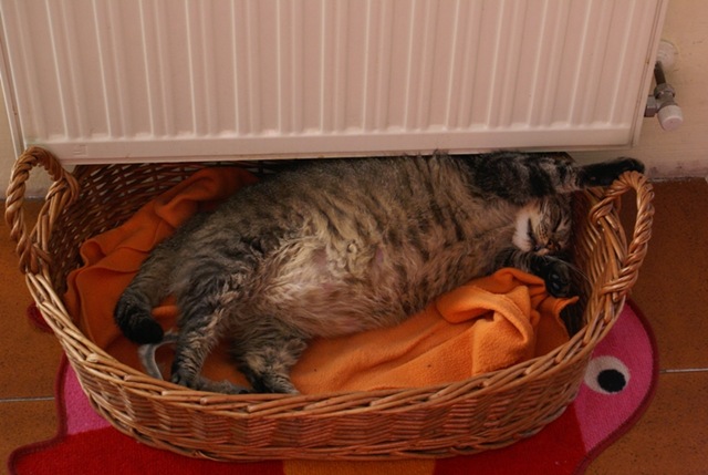 [PIC Alla Nanna[7].jpg]