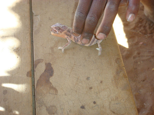 http://lh6.ggpht.com/anne.page17/SKMAs9GTwdI/AAAAAAAABv8/vphfeFSeYUM/DSC01533.JPG?imgmax=512